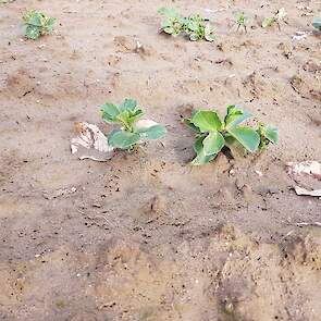 12 maart: De veldbonen zijn op 11 november gezaaid, een maandje later kwamen de eerste plantjes boven.