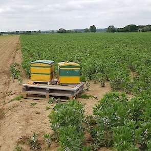 26 mei: Het gewas groeit goed door. Op de hoogste plekken zijn de planten al meer dan een meter hoog. De veldbonen staan volop in bloei, de eerste zijn al weer uitgebloeid. Van der Weele heeft bijenkasten geplaatst langs de rand van het perceel. Deze bije