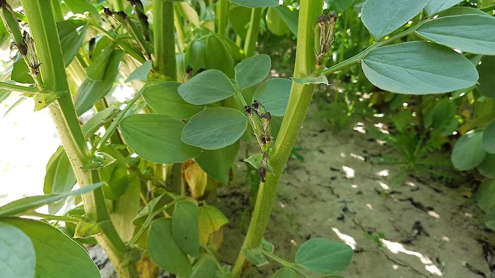 31 mei: Onderin de planten zijn de bloemen uitgebloeid en ontwikkelen zich de eerste veldbonen.