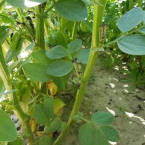 31 mei: Onderin de planten zijn de bloemen uitgebloeid en ontwikkelen zich de eerste veldbonen.