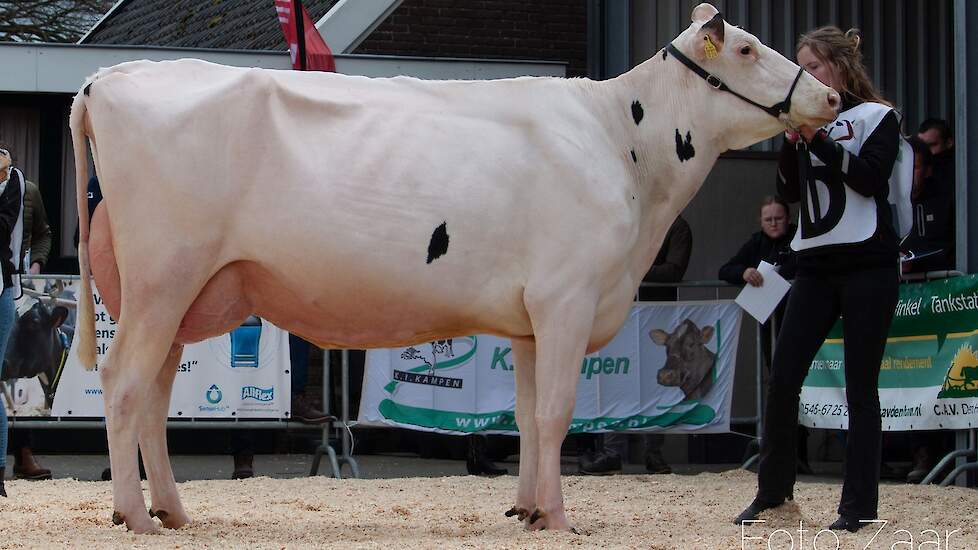 Emilia (Walnutlawn Sunlight x Vekis Chevrolet) werd uitgeroepen tot Kopkoe in de middagronde.