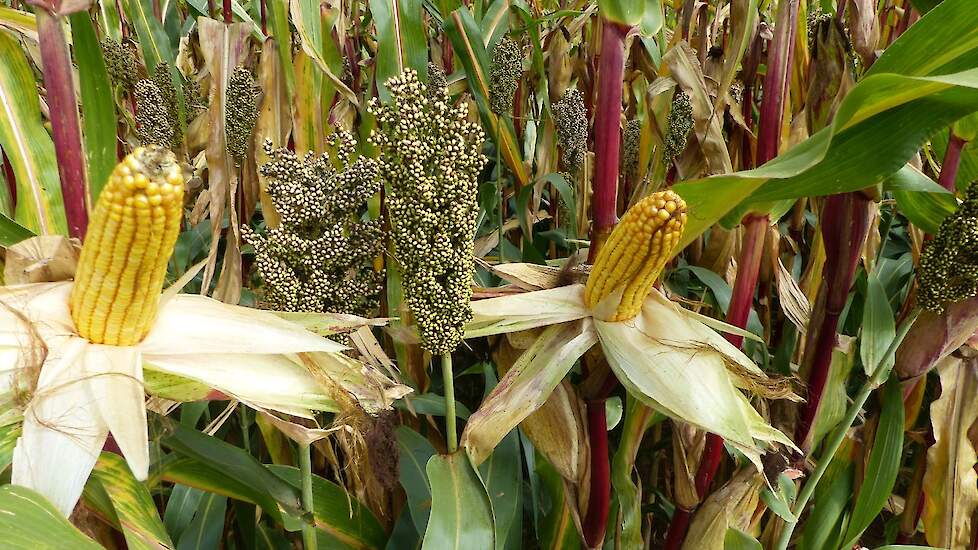 DSV sorghum en mais mengteelt