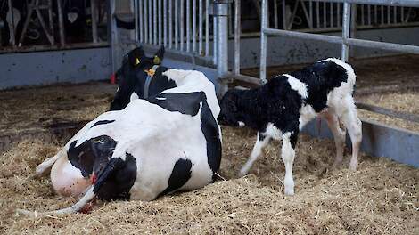 Phosphorus Deficiency and Calcium Deficiency in Dairy Cows: Understanding the Differences and Importance of Supplementary Support for Optimal Health and Recovery after Calving