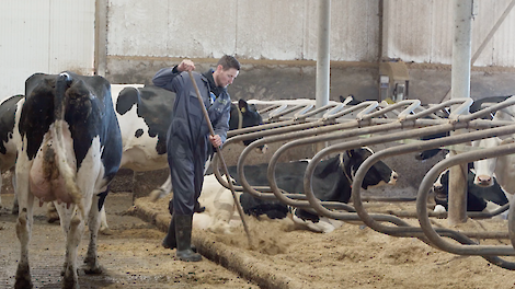 Strooisel met kalk helpt celgetal verlagen - Berg Fourage