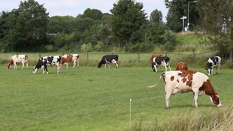 ‘Let op fosforvoorziening bij weidegang’