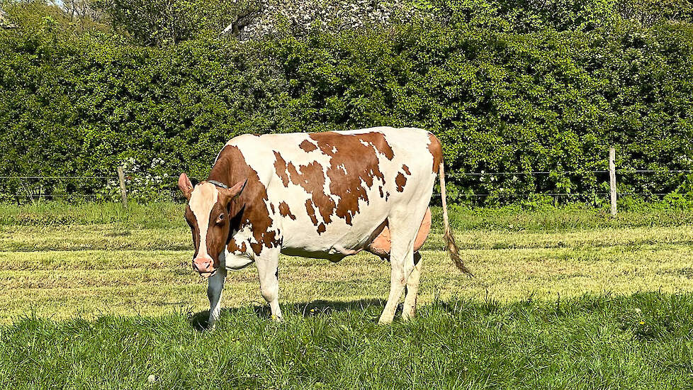 Catalogusnummer 28: Yvette (V. Serra Farm Dur: Redcarpet) werd geboren op 29 januari 2019. De koe produceerde in 2 lactacties 20.330 kilo melk met 4,19 procent vet en 3,44 procent eiwit.