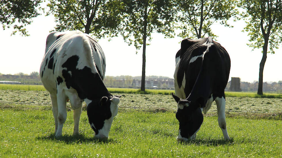 Melkvee in de wei