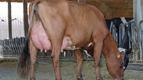 Dochter van de Noors Roodbonte stier Skjelvan (50% Noors Roodbont-50% Holstein) produceerde in haar eerste lactatie 10.480 kg melk met 3,90% vet en 3,45% eiwit.