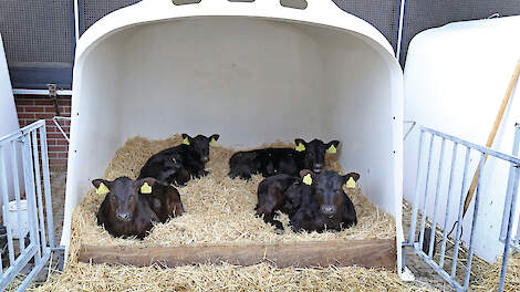 Een kalf dat bij de geboorte bij Dutch Angus wordt geregistreerd, is zijn hele leven bonusgerechtigd, ook al verwisselt hij van eigenaar.