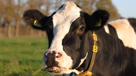 Holstein koe zwartbont