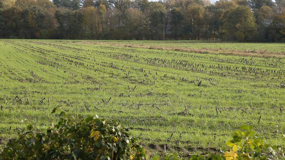 Maisstoppel met grasonderzaai.