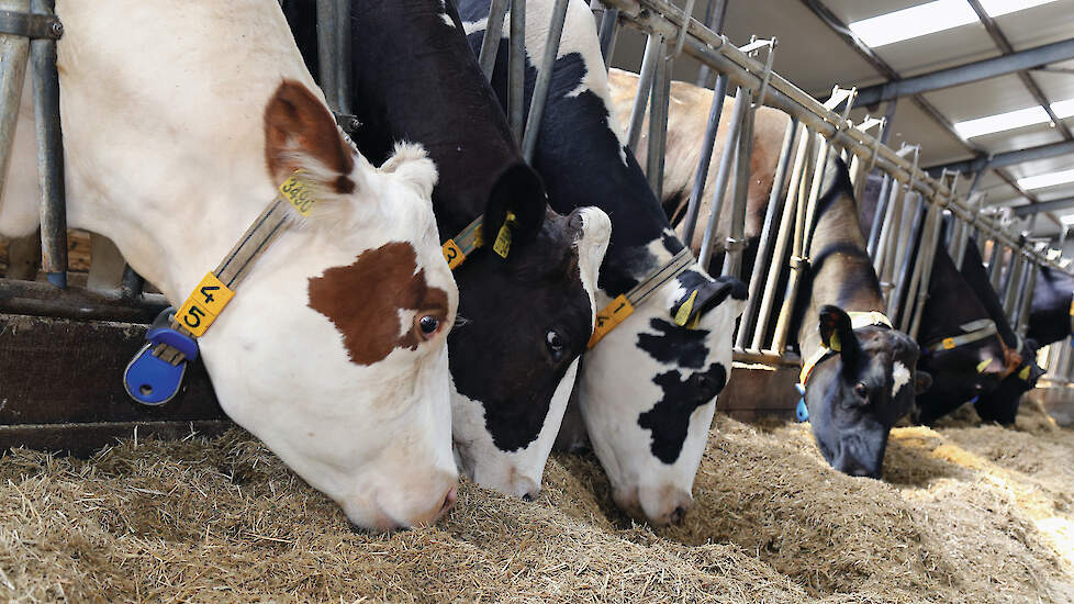 Een droge koe moet idealiter 12 kilo droge stof uit ruwvoer opnemen voor een optimale pensvulling, stellen specialisten.