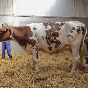 Alie 505 (v. Rubels-Red)  voorspelde 305-dagen productie (1e lactatie): 11.162 kg melk, 3,73% vet en 3,36% eiwit, LW108