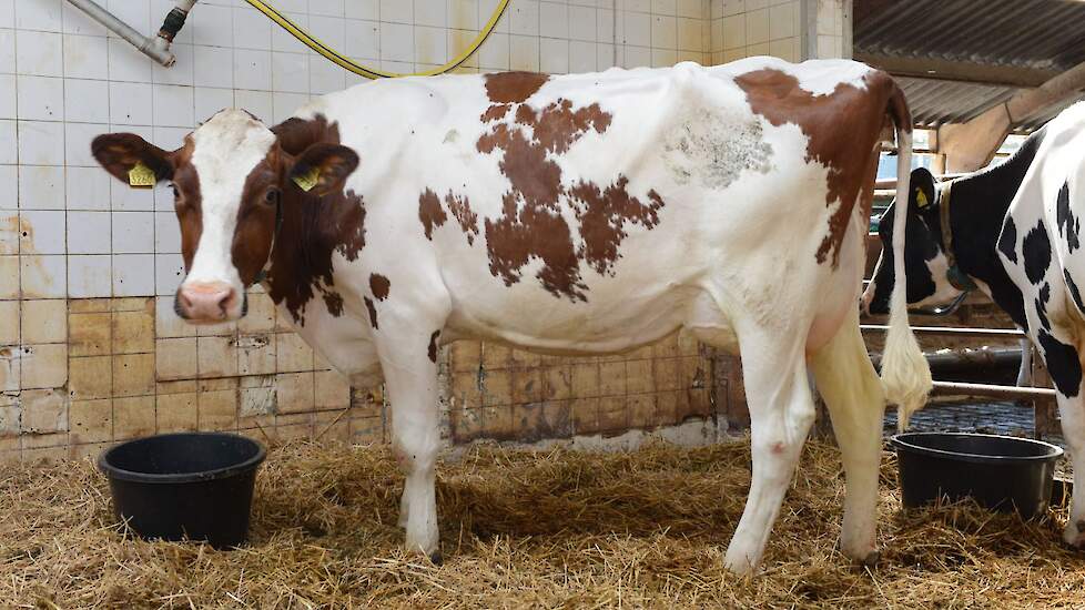 Emeraude 18 (v. Rubels-Red) voorspelde 305-dagen productie (1e lactatie) : 10.671 kg melk, 4,32% vet en 3,54% eiwit, LW120