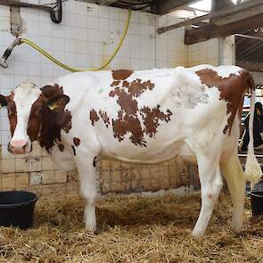 Emeraude 18 (v. Rubels-Red) voorspelde 305-dagen productie (1e lactatie) : 10.671 kg melk, 4,32% vet en 3,54% eiwit, LW120