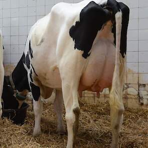 Mina 276 (v. Rubels-Red)  voorspelde 305-dagen productie(1e lactatie): 10.878 kg melk, 4,48% vet en 3,60% eiwit, LW 116