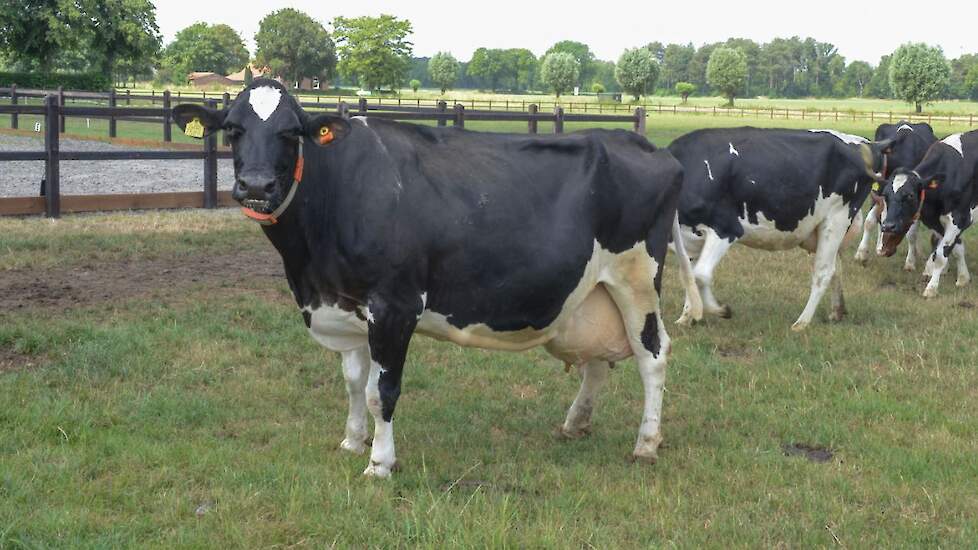 Shottledochter Dora 296 heeft in haar 10e lactatie de 10.000 kg vet en eiwit volgemaakt. De twaalfjarige tientonner, inmiddels weer drachtig van Chandler, maakt op haar spijkerharde benen nog altijd een hele vitale indruk. Haar lijsten heeft ze altijd pro