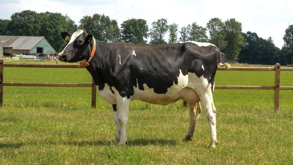 Dora 748 (v. Escalate)  Voorspelde 305-dagen productie (1e lactatie) : 11.504 kg melk met 3,87% vet en 3,41% eiwit- LW112