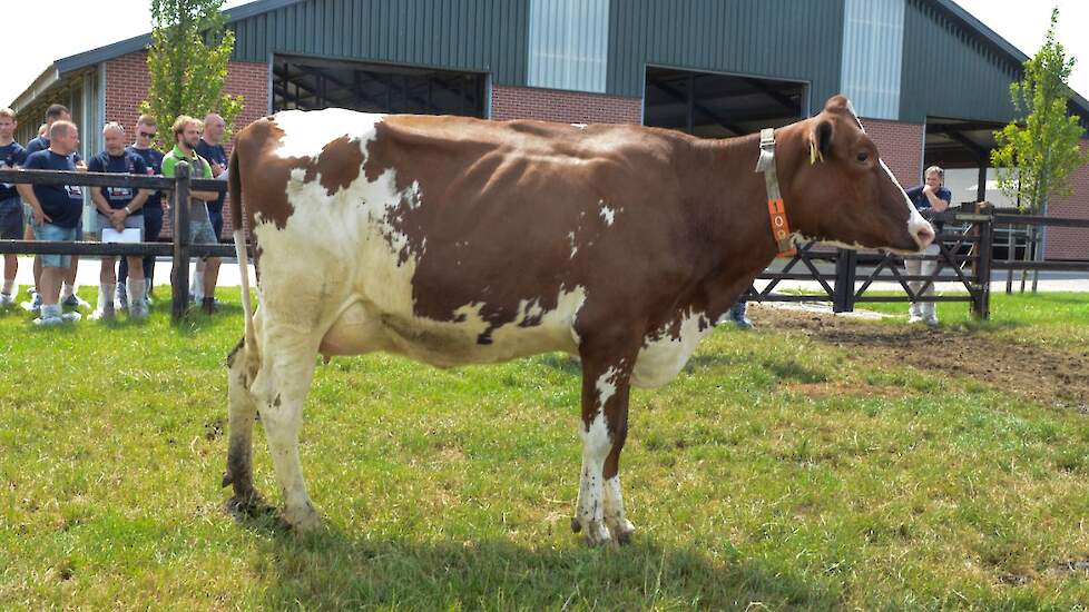 Gretha 103 (v. Rubels-Red)  Voorspelde 305-dagen productie (1e lactatie) : 10.082 kg melk met 3,83% vet en 3,30% eiwit - LW 99