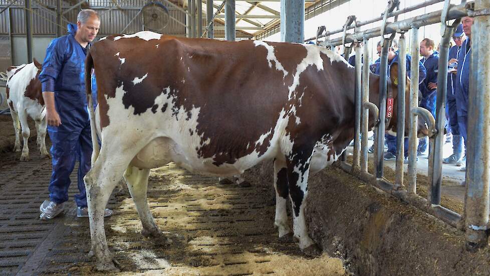 Zandenburg Rubels Ebony  Voorspelde 305-dagen productie (1e lactatie): 13.529 kg melk met 3,92% vet en 3,35% eiwit – LW133 F84, T87, U88, B87, AV87