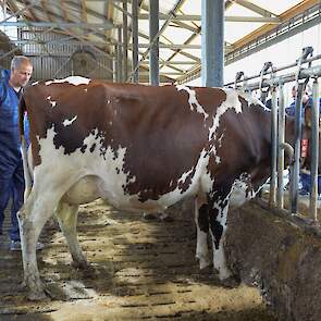 Zandenburg Rubels Ebony  Voorspelde 305-dagen productie (1e lactatie): 13.529 kg melk met 3,92% vet en 3,35% eiwit – LW133 F84, T87, U88, B87, AV87