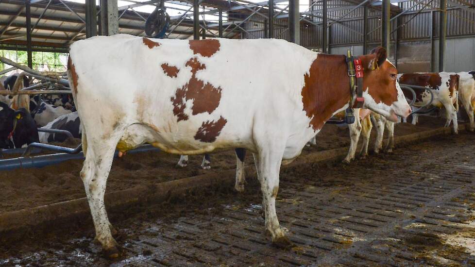 Zandenburg Rubels Hispanja Voorspelde 305-dagen productie (1e lactatie) : 13.529 kg melk met 3,92% vet en 3,35% eiwit - LW133 F84, T87, U88, B87, AV87