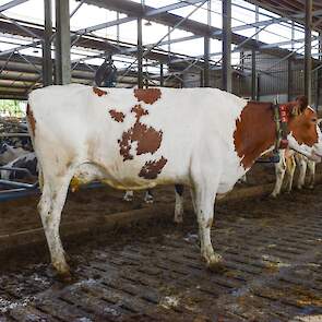 Zandenburg Rubels Hispanja Voorspelde 305-dagen productie (1e lactatie) : 13.529 kg melk met 3,92% vet en 3,35% eiwit - LW133 F84, T87, U88, B87, AV87