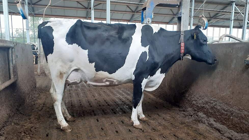 De eerste excellente Yodadochter in Nederland. Zandenburg Yoda Hispanja (2e kalfs) Voorspelde 305-dagen productie (2e lactatie): 15.169 kg melk met 3,53% vet en 3,34% eiwit - LW121 F91, T91, U89, B89, AV90