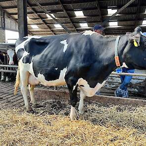Etz Warsau 329 (v. Balisto) Voorspelde 305-dagen productie(5e lactatie): 12.985 kg melk met 4,77% vet en 3,77% eiwit - LW111 F89, T90, U87, B90, AV 89