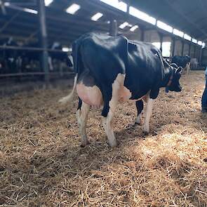 Etz Warsau 430 (v. Crimson) Voorspelde 305-dagen productie(1e lactatie): 11.173 kg melk met 4,83% vet en 3,83% eiwit – LW115 F86, T86, U88, B87, AV 87