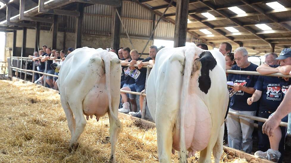 Orthilddochters Etazon Warsau 434 (voorste) en Pietje 13 (achterste) laten zich van hun beste kant zien aan de Heemskerk medewerkers.  Voorspelde 305-dgn productie:  Etazon Warsau 434 - 1e lactatie - 10.750 kg melk - 3,90%v - 3,56%e - LW103 - AV84 Pietje