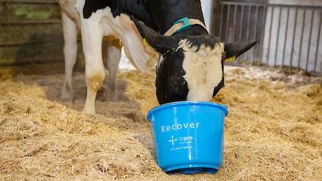 Praktijkonderzoek: opstartdrank geven na het afkalven zorgt voor fittere koeien en meer melk