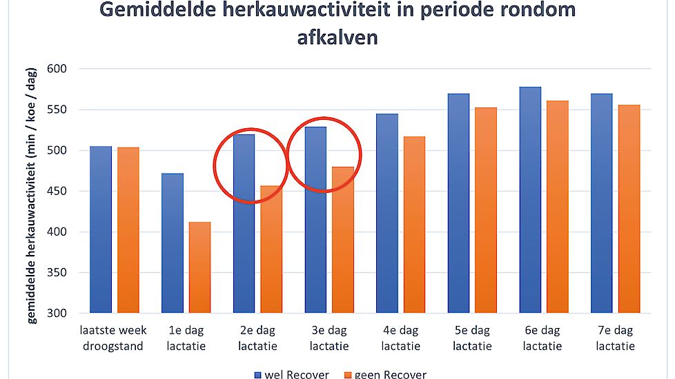 Grafiek 2. De gemiddelde herkauwactiviteit in de eerste week na afkalven bij de Recover-groep en de controlegroep. De herkauwactiviteit is voor het afkalven gelijk bij beide groepen. Na het afkalven herkauwen de koeien die de Recover drank hebben gehad me