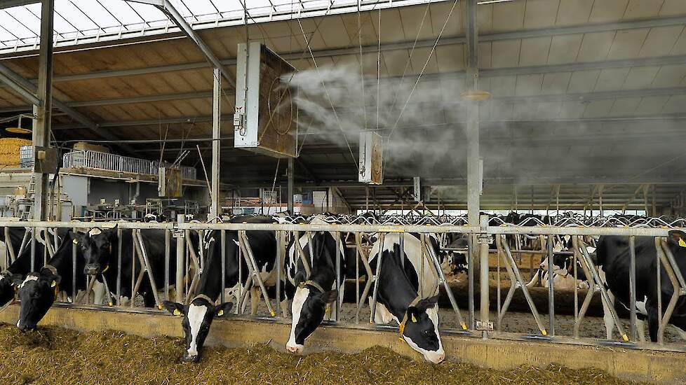 Bij hitte een optimale voeropname, melkproductie en dierenwelzijn dankzij vernevelingsysteem