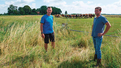 Henk van Gijssel (links) en Gerad van der Broek beheren Blaarkoppen en Herefords en een vetweiderskudde in het Roegwoldgebied.