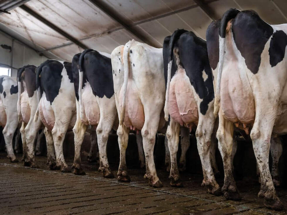 De koeien van André Smit nemen 24 kg droge stof per dag op waarvan 18 kg uit ruwvoer en 6 kg uit krachtvoerachtigen.