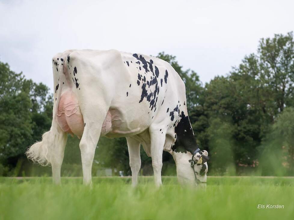 Froukje 156 (v. Orthild) 305-dgn Productie 10.304 kg melk 429 kg v en 334 kg e ( 1e lact)