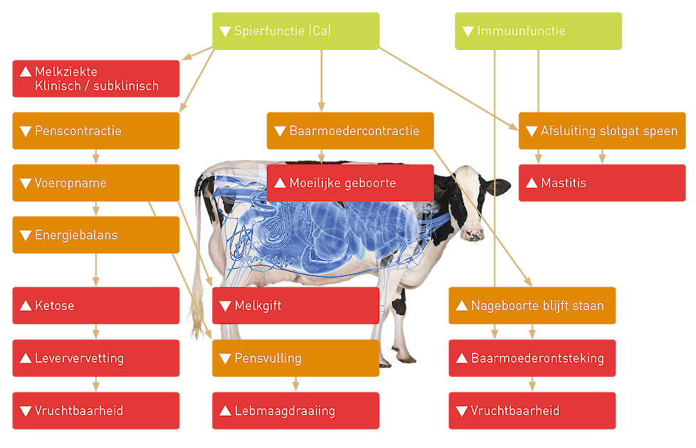 ▲ toenemend/positief effect ▼ afnemend/negatief effect. De effecten van een calciumtekort op een pas afgekalfde koe. Dit kan leiden tot een ernstigere negatieve energiebalans, andere transitieziekten, verminderde vruchtbaarheid en een verlaagde melkproduc