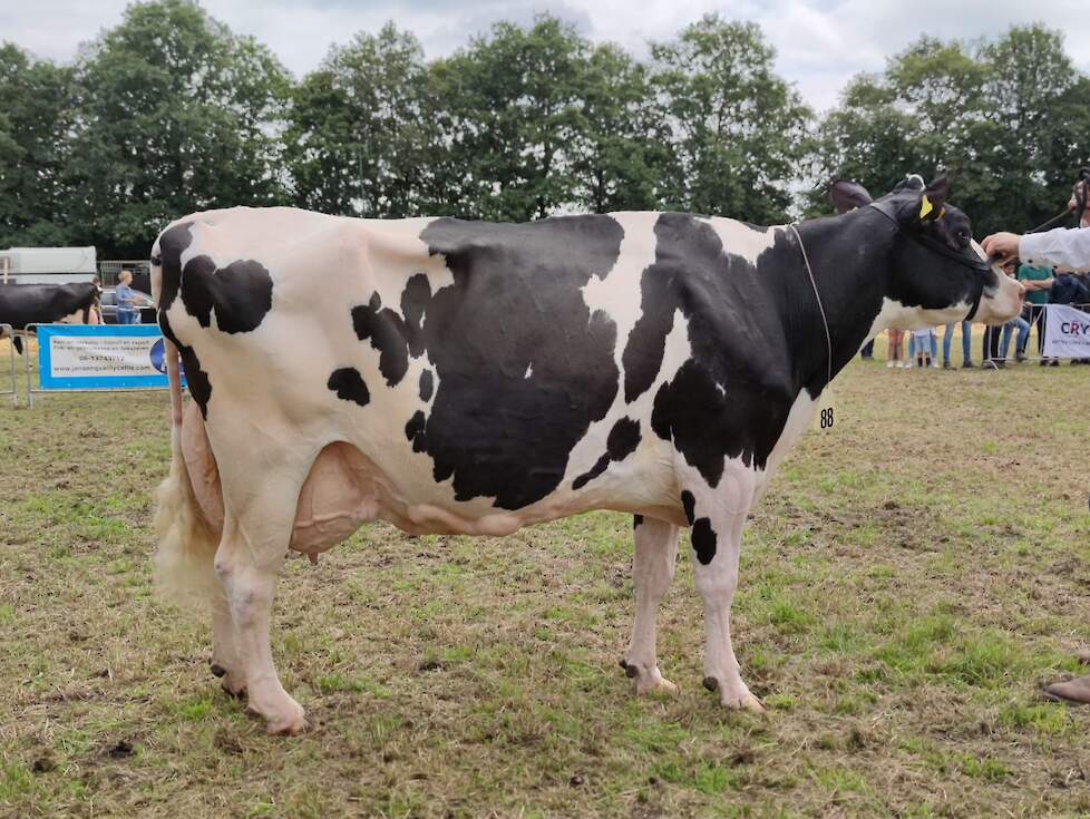 Dalenoord Jelte 759 van de familie Dalenoord was de absoltue blikvanger in Ambt Delden. Algemeen kampioene met een levensproductie van 127.000 kg melk!