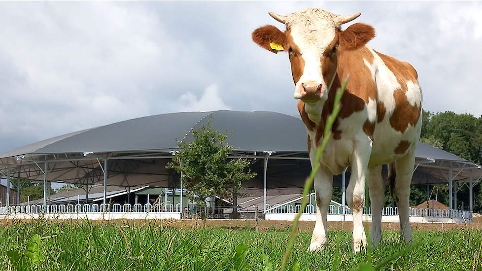Potstal met roodbonte koe, biologisch melkveebedrijf van Schriek en Evers