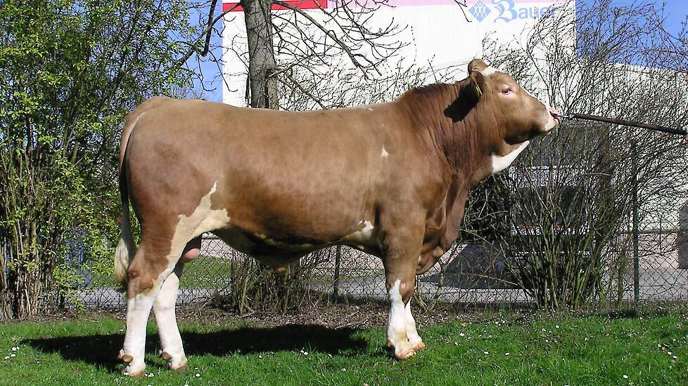 Winral als jonge stier.