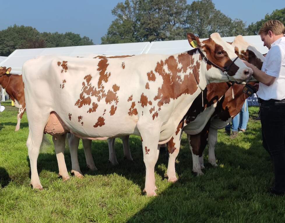 Nijkamp Antje 261 werd 1A in de eerste middenklasse-rubriek en reservekampioene middenklasse.