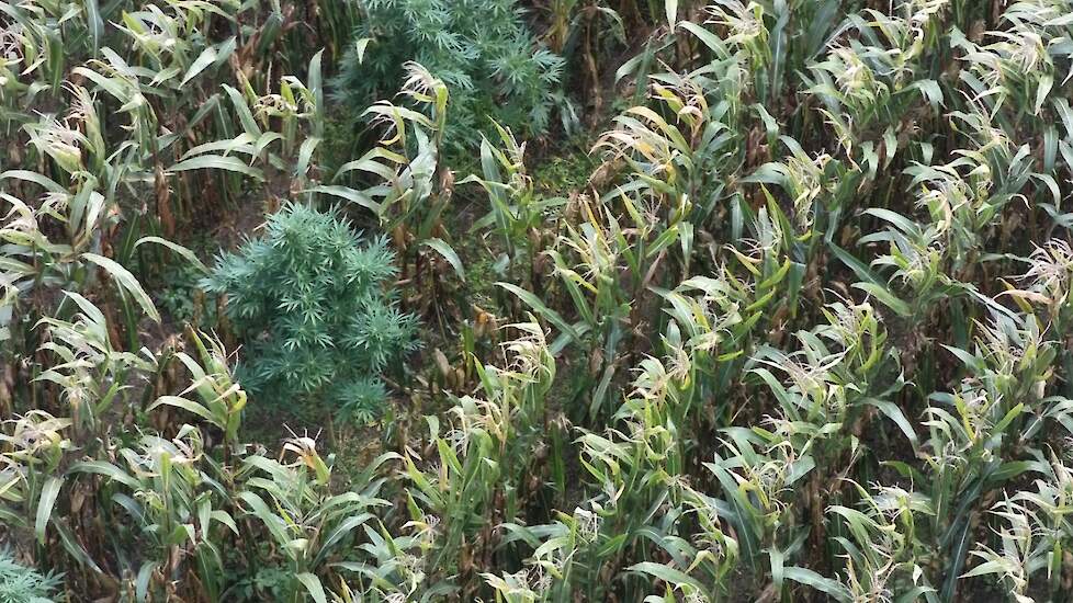 Veel minder wiet in maispercelen | Melkvee.nl - Nieuws en kennis voor