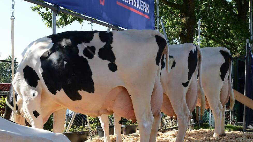 De drie oudste koeien, samen goed voor een productie van ruim 285.000 kg melk. De twee Dorcydochters hebben in 7 lactaties de 100.000 kg melk ruimschoots overschreden. De zesdekalfs Pennymakerdochter is met 81.000 kg melk al een aardig eind op weg.