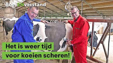 Het is weer tijd voor koeien scheren - BoerENverstand