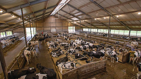 De ligboxenstal uit 2006 is voorzien van ruime ligboxen. De boxen zijn gevuld met stropellets.
