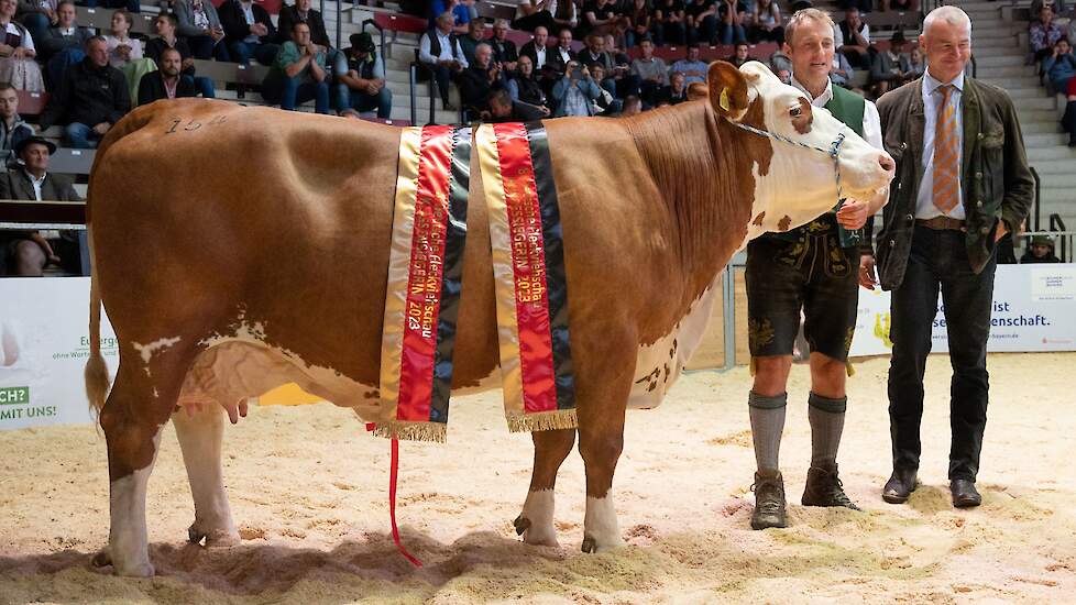 Catalogusno. 154 is de indrukwekkende koe Naomi. Deze 8e kalfskoe heeft een super kwaliteitsuier en een hoogste lijst van 12.234kg melk. Naomi werd verkozen tot kampioene van de levensproductiekoeien. Haar moeder Nixe werd al eens algemeen kampioene in Mü