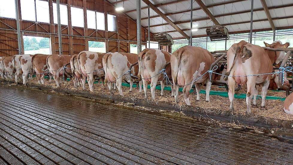 De demonstratiekoeien in stal Mosandl staan keurig op hun beurt te wachten. De dieren werden stuk voor stuk naar voren gehaald en uitvoerig toegelicht in Duits en Engels. De gemiddelde productie van de 155 koeien ligt op ruim 11.520kg melk/koe/jaar met ee