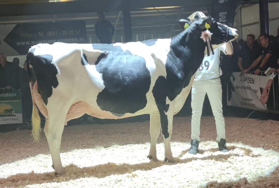 Amvh Pietje 1303 had de vorm van de dag en won de middenklasse en het algemeen kampioenschap.