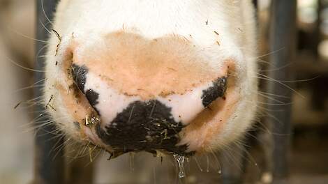 WUR: ‘Non è possibile stabilire se la varietà della febbre catarrale degli ovini provenga dall’Italia’ |  Melkvee.nl